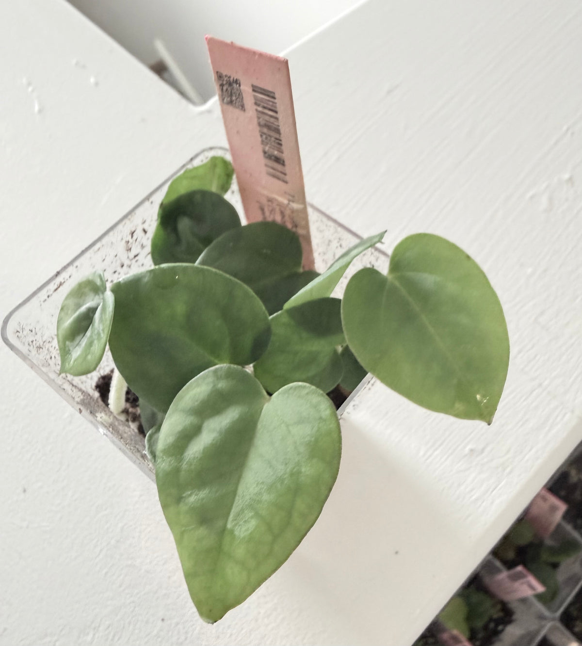 Nightshade BATCH 🏷️ · Hybrid Anthurium · from the Nightshade batch