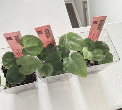 Nightshade BATCH 🏷️ · Hybrid Anthurium · from the Nightshade batch