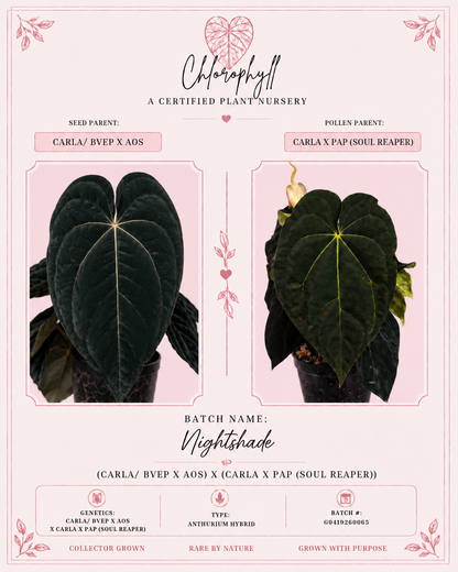 Nightshade BATCH 🏷️ · Hybrid Anthurium · from the Nightshade batch