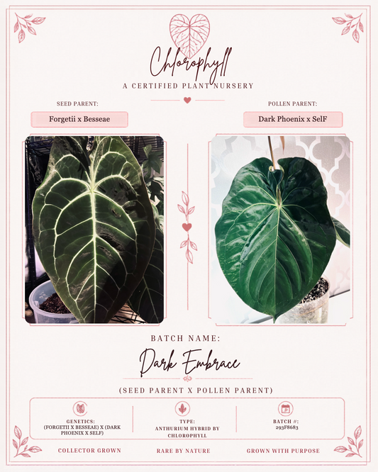 Dark Embrace — Chlorophyll fixed master template; parent reference card; 293F8683.