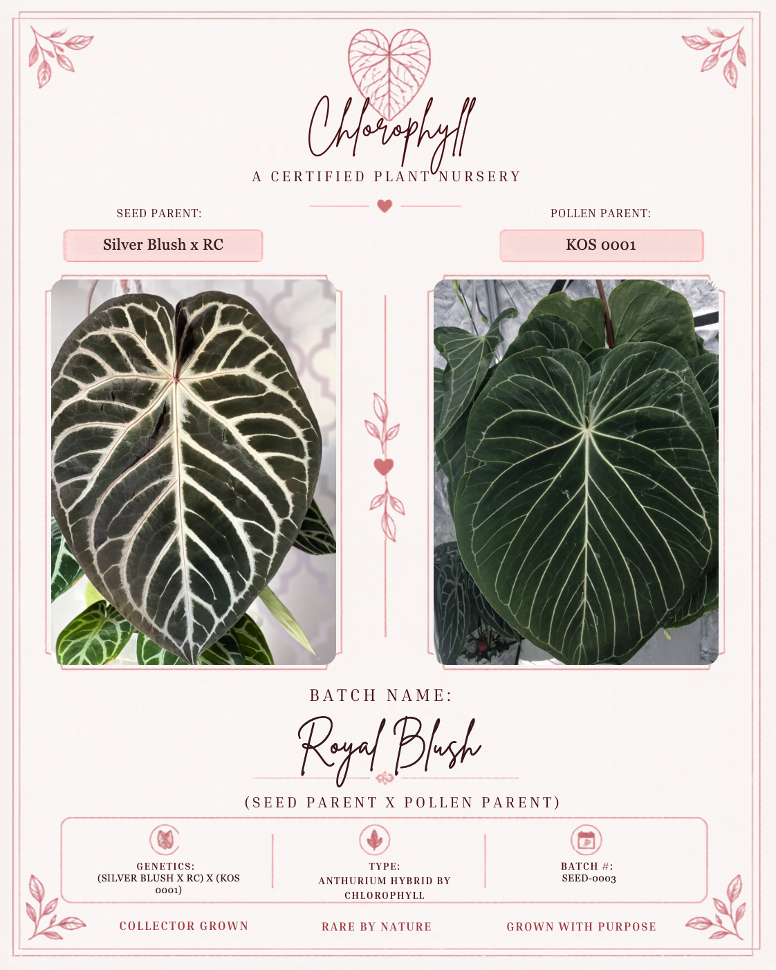 Royal Blush Batch 2 — Chlorophyll fixed master template; parent reference card; SEED-0003.