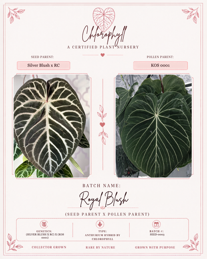 Royal Blush Batch 2 | (Silver Blush x RC) X (KOS 0001) | 🏷️