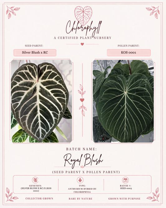 Royal Blush Batch 2 — Chlorophyll fixed master template; parent reference card; SEED-0003.
