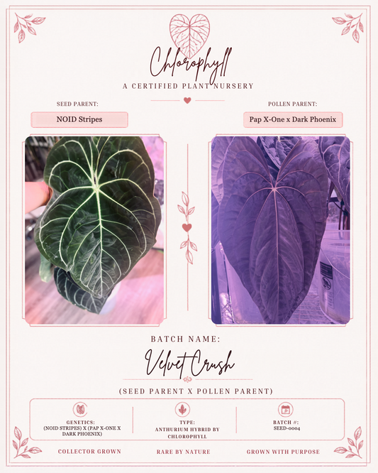 Velvet Crush — Chlorophyll fixed master template; parent reference card; SEED-0004.