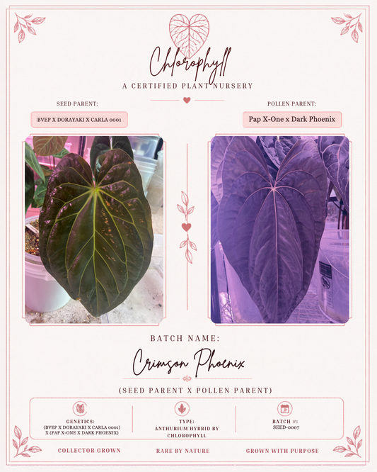 Crimson Phoenix — Chlorophyll fixed master template; parent reference card; SEED-0007.