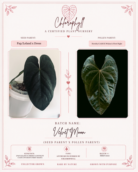 Velvet Moon — Chlorophyll fixed master template; parent reference card; SEED-0010.