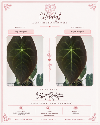 Velvet Reflection — Chlorophyll fixed master template; parent reference card; SEED-0017.