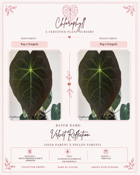 Velvet Reflection — Chlorophyll fixed master template; parent reference card; SEED-0017.