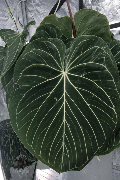 KOS 0001 — plain parent reference (parent plant not included)