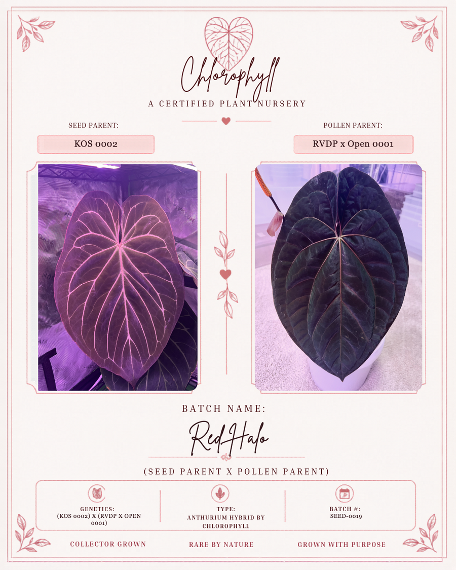 Red Halo SEED-0019 — KOS 0002 seed parent and RVDP x Open 0001 pollen parent reference card
