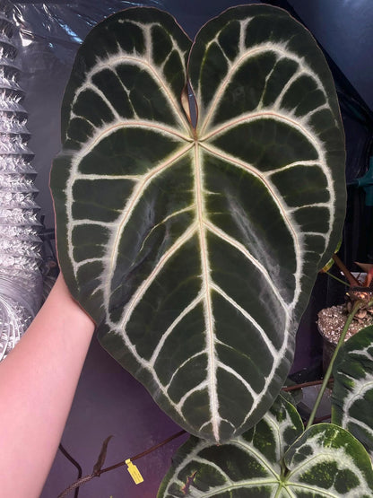 Anthurium (Mag x Silver Blush) x (SKG Silver x Mag) Seeds/Seedlings {Blushing Silver}