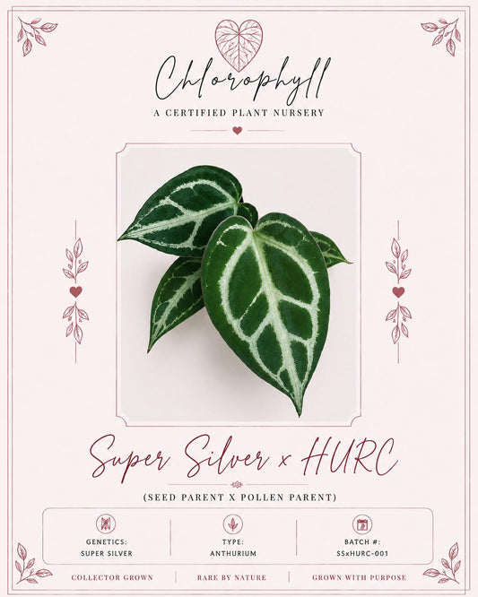 Super Silver x HURC | Live Houseplant |