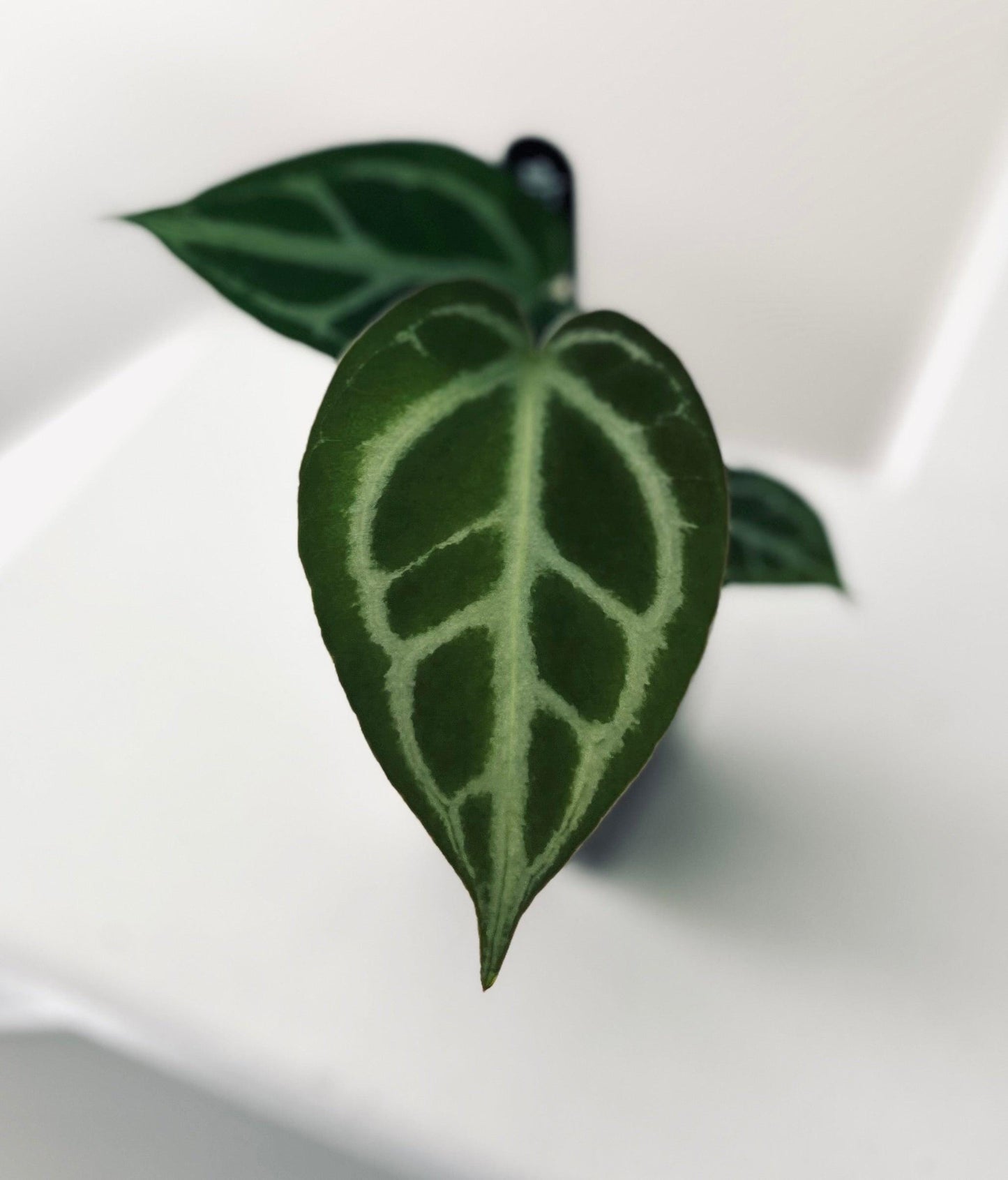 Super Silver x HURC | Live Houseplant |
