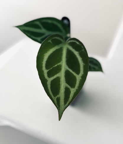 Super Silver x HURC | Live Houseplant |