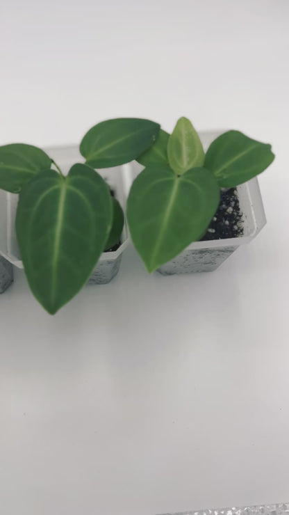 {Anthurium Villenaorum x NOID Seedlings} - 3 Seedlings included