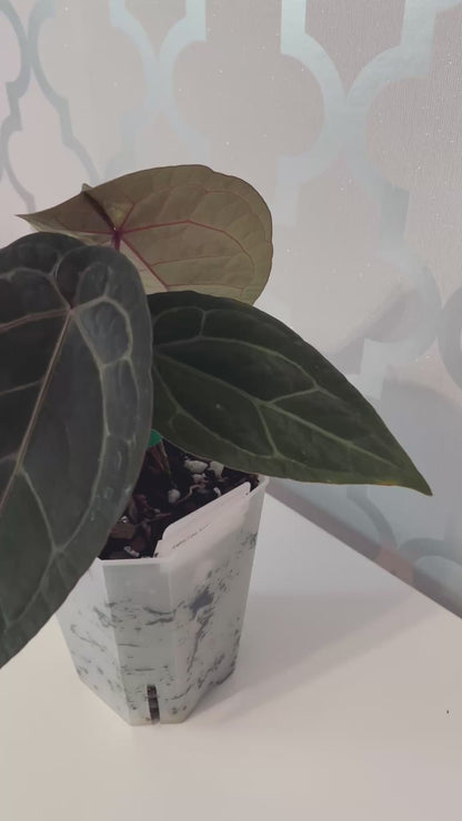 Anthurium Wuhoo's First Night x Red Crystal (PM1)| Live Houseplant