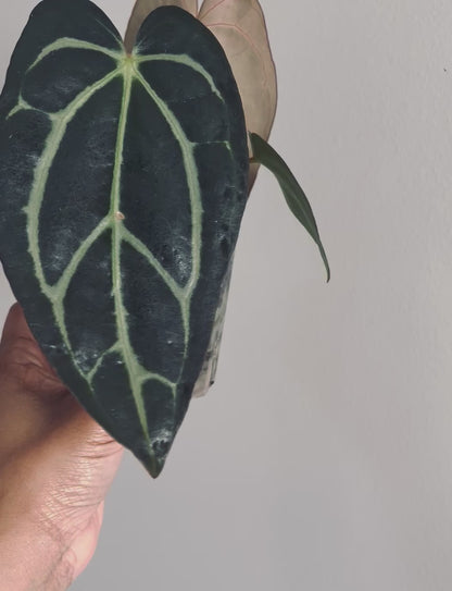 Anthurium Carlablackiae | Live Houseplant