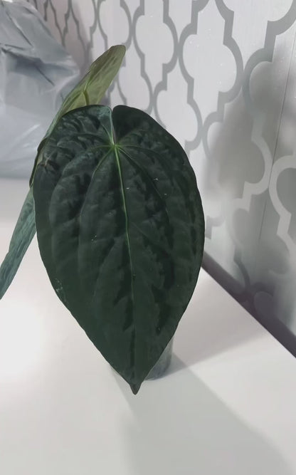 Anthurium Papillilaminum x Crystallinum| Live Houseplant