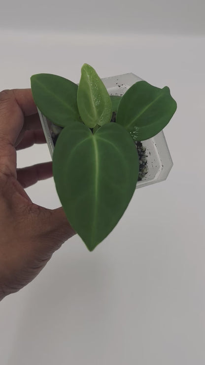 {Anthurium Villenaorum x NOID Seedlings} - 3 Seedlings included