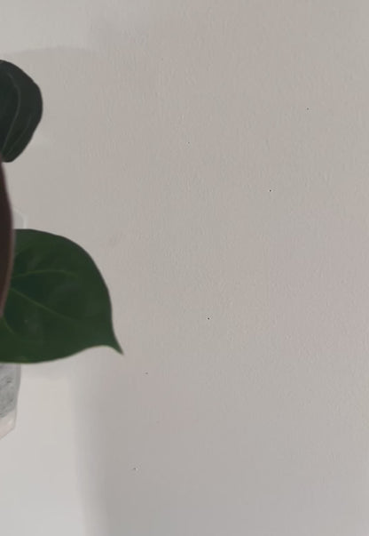 Anthurium King of Spades (KOS Hu) | Live Houseplant